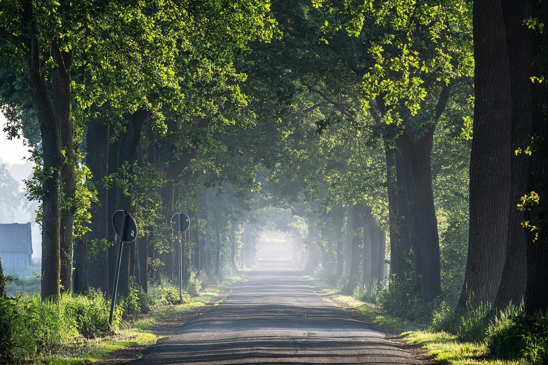 Fog hanging over a tree-lined rural lane